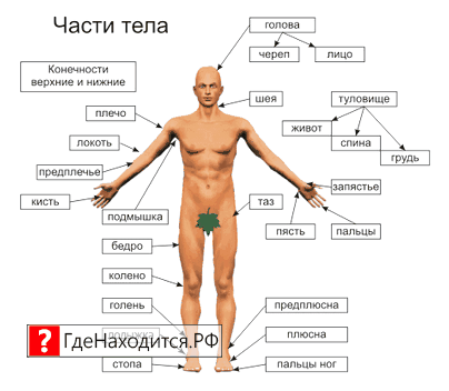 Лодыжка На Ноге Фото